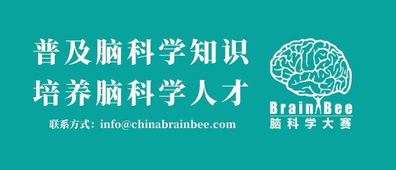 斩获8项大奖！深国交学子2021年全球脑科学大赛战绩丰厚